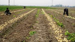 Mở rộng diện tích trồng khoai tây theo hướng quy vùng tập trung